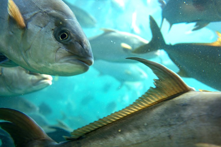 Close-up of a kanpachi fish